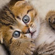 Illustration for article titled Slate Endorses Pro-Kitten-Killing Mayoral Candidate